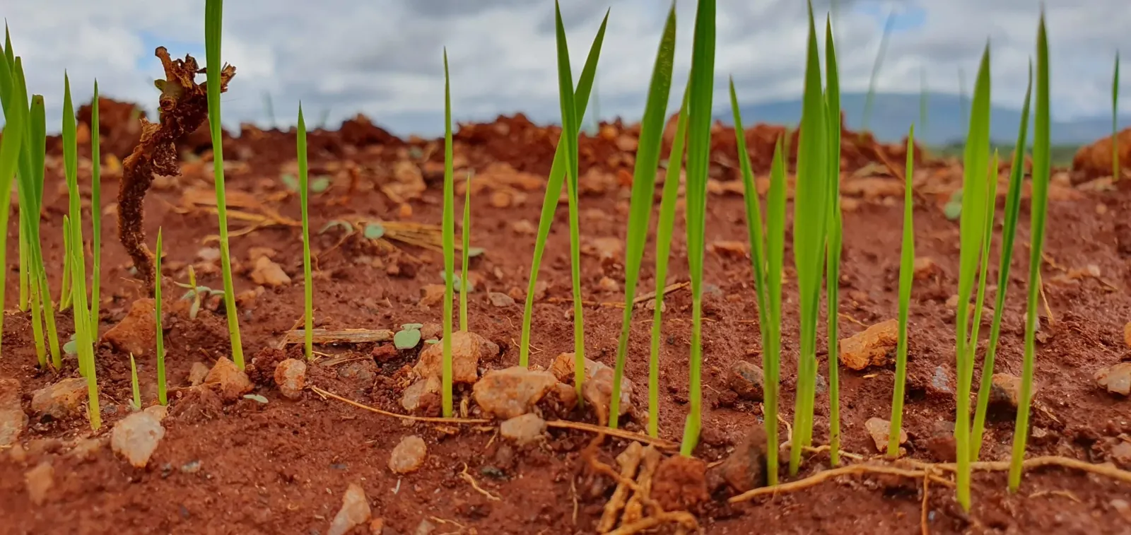 Les jeunes pousses de riz sur les terres rouges du projet à Madagascar